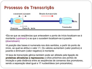 Processo de T ranscrição




•Diz-se que as seqüências que antecedem o ponto de início localizam-se à
montante (upstream) e as que o sucedem localizam-se à jusante
(downstream)
•A posição das bases é numerada nos dois sentidos, a partir do ponto de
início, ao qual se atribui o valor +1. Os valores aumentam (valor positivo) à
jusante e diminuem (valor negativo) à montante
•A taxa de transcrição gênica também pode ser afetada pela ligação de
proteínas ativadoras e repressoras a sítios próximos aos pontos de
iniciação e pela distância entre as seqüências de consenso dos promotores,
sendo a separação ideal igual a 17 nucleotídeos (em procariotos).
 