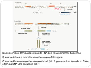 Sinais de início e término da síntese de RNA pela RNA polimerase bacteriana.
O sinal de início é o promotor, reconhecido pelo fator sigma.
O sinal de término é reconhecido a posteriori (isto é, pela estrutura formada no RNA),
e tem, no DNA uma sequencia poli-T.
 