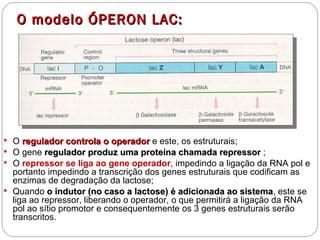 O modelo ÓPERON LAC:




 O regulador controla o operador e este, os estruturais;
 O gene regulador produz uma proteína chamada repressor ;
 O repressor se liga ao gene operador, impedindo a ligação da RNA pol e
  portanto impedindo a transcrição dos genes estruturais que codificam as
  enzimas de degradação da lactose;
 Quando o indutor (no caso a lactose) é adicionada ao sistema, este se
                                                             sistema
  liga ao repressor, liberando o operador, o que permitirá a ligação da RNA
  pol ao sítio promotor e consequentemente os 3 genes estruturais serão
  transcritos.
 