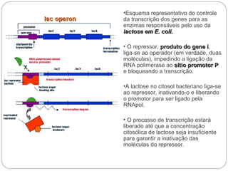 •Esquema representativo do controle
da transcrição dos genes para as
enzimas responsáveis pelo uso da
lactose em E. coli.

• O repressor, produto do gene i,
                                i
liga-se ao operador (em verdade, duas
moléculas), impedindo a ligação da
RNA polimerase ao sítio promotor P
e bloqueando a transcrição.

•A lactose no citosol bacteriano liga-se
ao repressor, inativando-o e liberando
o promotor para ser ligado pela
RNApol.

• O processo de transcrição estará
liberado até que a concentração
citosólica de lactose seja insuficiente
para garantir a inativação das
moléculas do repressor.
 