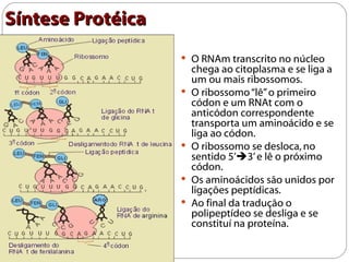 Síntese Protéica
                    O RNAm transcrito no núcleo
                       chega ao citoplasma e se liga a
                       um ou mais ribossomos.
                      O ribossomo “lê” o primeiro
                       códon e um RNAt com o
                       anticódon correspondente
                       transporta um aminoácido e se
                       liga ao códon.
                      O ribossomo se desloca, no
                       sentido 5’3’ e lê o próximo
                       códon.
                      Os aminoácidos são unidos por
                       ligações peptídicas.
                      Ao final da tradução o
                       polipeptídeo se desliga e se
                       constituí na proteína.
 