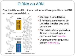 O RNA ou ARN
O Ácido Ribonucléico é um polinucleotídeo que difere do DNA
em três aspectos básicos:
                               O açúcar é uma Ribose;
             DNA
                               É formado, geralmente, por
             A-T
             T-A                uma fita simples que pode
             G-C                enrolar-se;
             C-G
                               Não existe a base pirimídica
                                Timina e no seu lugar se
                                encontra a base Uracila.
                               Os pareamentos seguem a
             RNA                ordem A-U e G-C).
            A-U
            U-A
            G-C
            C-G
 