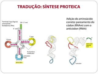 TRADUÇÃO: SÍNTESE PROTEICA

                                         Adição do aminoácido
Terminal 3´que liga ao
aminoácido -
                                         correto: pareamento do
fenilalanina (Phe)                       códon (RNAm) com o
                                         anticódon (RNAt)




                         Nucleotídeos
                         modificados
 