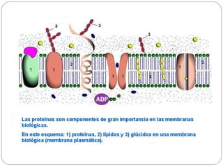 Regulação e expressão gênica bacteriana