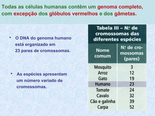 .
Todas as células humanas contêm um genoma completo,
com excepção dos glóbulos vermelhos e dos gâmetas.
• As espécies apresentam
um número variado de
cromossomas.
• O DNA do genoma humano
está organizado em
23 pares de cromossomas.
 
