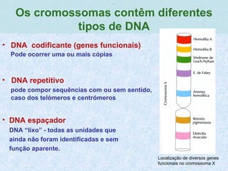 ,
Os cromossomas contêm diferentes
tipos de DNA
Localização de diversos genes
funcionais no cromossoma X
• DNA codificante (genes funcionais)
Pode ocorrer uma ou mais cópias
• DNA repetitivo
pode compor sequências com ou sem sentido,
caso dos telómeros e centrómeros
• DNA espaçador
DNA “lixo” - todas as unidades que
ainda não foram identificadas e sem
função aparente.
 