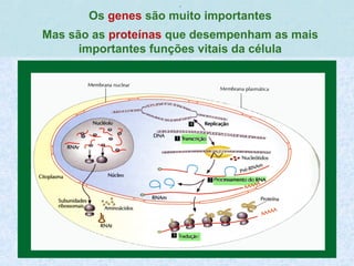,
Os genes são muito importantes
Mas são as proteínas que desempenham as mais
importantes funções vitais da célula
 