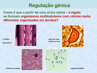 ,
Regulação génica
Como é que a partir de uma única célula - o zigoto
se formam organismos multicelulares com células muito
diferentes organizadas em tecidos?
parte de uma
célula nervosa
3 células
musculares
Células do sangue espermatozóides
 