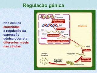 ,
Regulação génica
Nas células
eucariotas,
a regulação da
expressão
génica ocorre a
diferentes níveis
nas células.
 