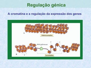 ,
Regulação génica
A cromatina e a regulação da expressão dos genes
 