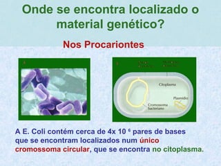 Onde se encontra localizado o
material genético?
Nos Procariontes
A E. Coli contém cerca de 4x 10 6
pares de bases
que se encontram localizados num único
cromossoma circular, que se encontra no citoplasma.
 