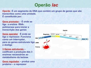 ,
Operão lac
Operão É um segmento de DNA que contém um grupo de genes que são
transcritos como uma unidade.
É constituído por:
Gene promotor - É onde se
liga a enzima RNA-
polimerase para iniciar a
transcrição dos genes
Gene operator É onde se
liga o repressor. Funciona
como um interruptor,
para os genes estruturais liga
e desliga
3 Genes estruturais –
codificam a produção das 3
enzimas necessárias ao
metabolismo da lactose
Gene regulador – produz uma
proteína – o repressor
 