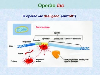 ,
Operão lac
O operão lac desligado (em“off”)
 