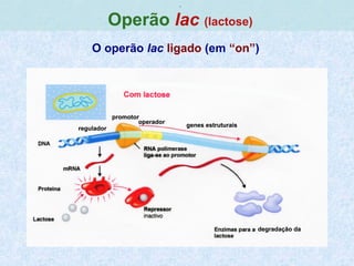 ,
Operão lac (lactose)
O operão lac ligado (em “on”)
 