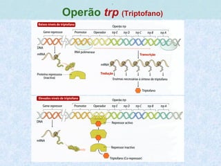 ,
Operão trp (Triptofano)
 