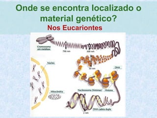 Onde se encontra localizado o
material genético?
Nos Eucariontes
 