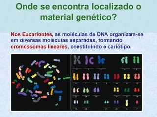 Onde se encontra localizado o
material genético?
Nos Eucariontes, as moléculas de DNA organizam-se
em diversas moléculas separadas, formando
cromossomas lineares, constituindo o cariótipo.
 