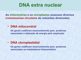 .
DNA extra nuclear
• DNA mitocondral
Os genes codificam essencialmente para proteínas
associadas à obtenção de energia pela respiração
• DNA cloroplastidial
Os genes codificam essencialmente para proteínas
associadas ao metabolismo fotossintético
As mitocôndrias e os cloroplastos possuem diversos
cromossomas circulares de reduzidas dimensões.
 