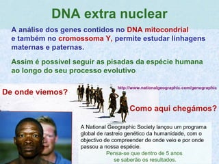 .
DNA extra nuclear
A análise dos genes contidos no DNA mitocondrial
e também no cromossoma Y, permite estudar linhagens
maternas e paternas.
Assim é possível seguir as pisadas da espécie humana
ao longo do seu processo evolutivo
Como aqui chegámos?
De onde viemos?
A National Geographic Society lançou um programa
global de rastreio genético da humanidade, com o
objectivo de compreender de onde veio e por onde
passou a nossa espécie.
Pensa-se que dentro de 5 anos
se saberão os resultados.
http://www.nationalgeographic.com/genographic
 