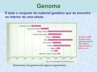 .
Genoma
É todo o conjunto do material genético que se encontra
no interior de uma célula.
Dimensões do genoma de alguns organismos
QuickTime™ and a
TIFF (Uncompressed) decompressor
are needed to see this picture.
Se todo o DNA
humano fosse
alinhado,prefazia
600 vezes o
trajecto entre a
terra e o sol
 
