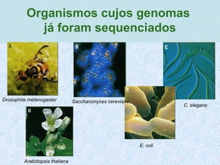 .
Organismos cujos genomas
já foram sequenciados
Drosophila melanogaster Saccharomyces cerevisae
Arabidopsis thaliana
E. coli
C. elegans
 