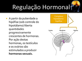 Complexo
   A partir da puberdade a     hipotálamo-
                                  hipófise
    hipófise (sob controle do
    hipotálamo) liberta
    quantidades
    progressivamente
    crescentes de hormonas.
    Por ação destas
    hormonas, os testículos
    e os ovários são
    estimulados a produzir
    hormonas sexuais.
 