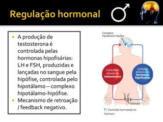    A produção de
    testosterona é
    controlada pelas
    hormonas hipofisárias:
    LH e FSH, produzidas e
    lançadas no sangue pela
    hipófise, controlada pelo
    hipotálamo – complexo
    hipotálamo-hipófise.
   Mecanismo de retroação
    / feedback negativo.
 