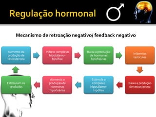 Mecanismo de retroação negativo/ feedback negativo


Aumento da       Inibe o complexo   Baixa a produção
                                                          Inibem os
produção de         hipotálamo-      de hormonas
                                                          testículos
testosterona          hipófise        hipofisárias




                    Aumenta a          Estimula o
Estimulam os       produção de         complexo        Baixa a produção
  testículos        hormonas          hipotálamo-      de testosterona
                   hipofisárias         hipófise
 
