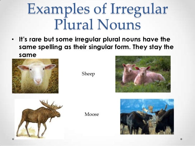 regular and irregular plural nouns plural form of moose