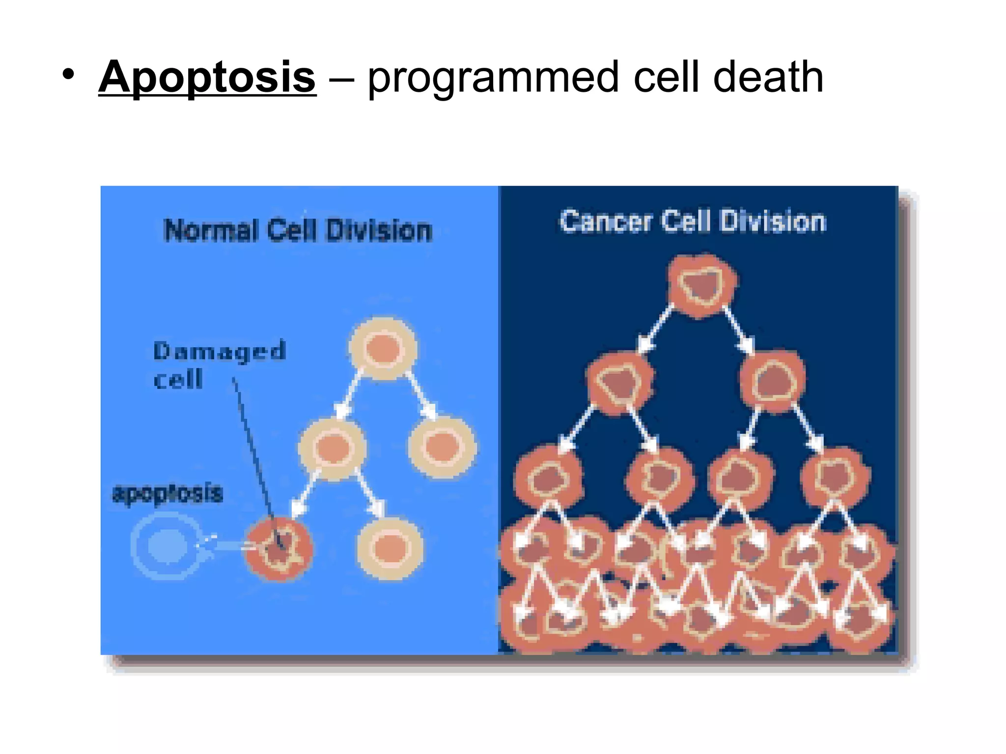 Apoptosis – programmed cell death