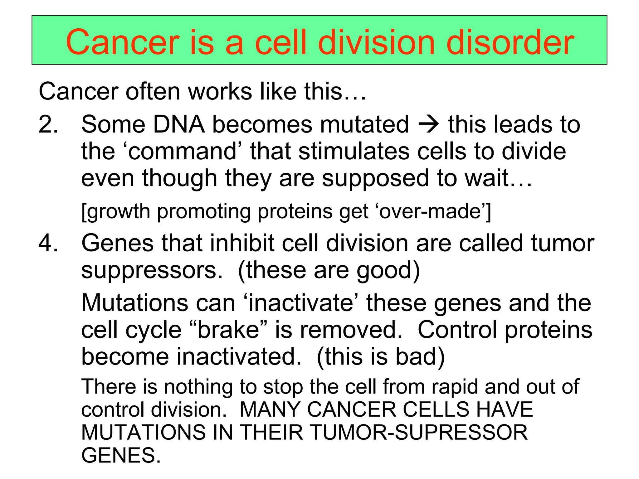 Cancer is a cell division disorder Cancer often works like this… Some DNA becomes mutated    this leads to the ‘command’ that stimulates cells to divide even though they are supposed to wait… [growth promoting proteins get ‘over-made’] Genes that inhibit cell division are called tumor suppressors.  (these are good) Mutations can ‘inactivate’ these genes and the cell cycle “brake” is removed.  Control proteins become inactivated.  (this is bad) There is nothing to stop the cell from rapid and out of control division.  MANY CANCER CELLS HAVE MUTATIONS IN THEIR TUMOR-SUPRESSOR GENES. 