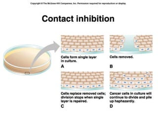 Cell Stop Functioning Representation Regulating Cells | PPT