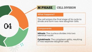 Regulating the cell cycle explained brieflyyyyy.pdf