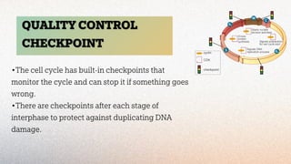 Cell Checkpoint Control Regulating the cell cycle explained brieflyyyyy.pdf