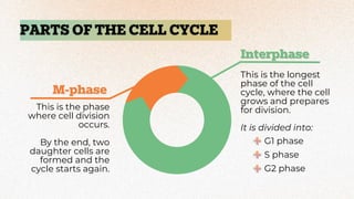 Regulating the cell cycle explained brieflyyyyy.pdf