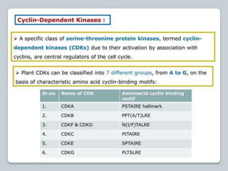 regulation-of-cell-cycle-and-cell-division ppt.pptx