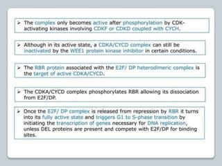 regulation-of-cell-cycle-and-cell-division ppt.pptx