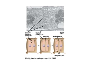 regulation-of-cell-cycle-and-cell-division ppt.pptx