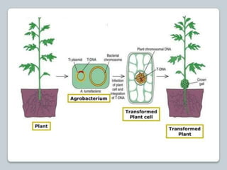 regulation-of-cell-cycle-and-cell-division ppt.pptx