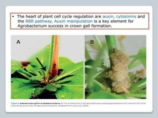 regulation-of-cell-cycle-and-cell-division ppt.pptx
