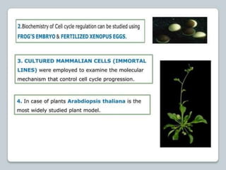 regulation-of-cell-cycle-and-cell-division ppt.pptx