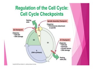 regulation-of-cell-cycle-and-cell-division ppt.pptx