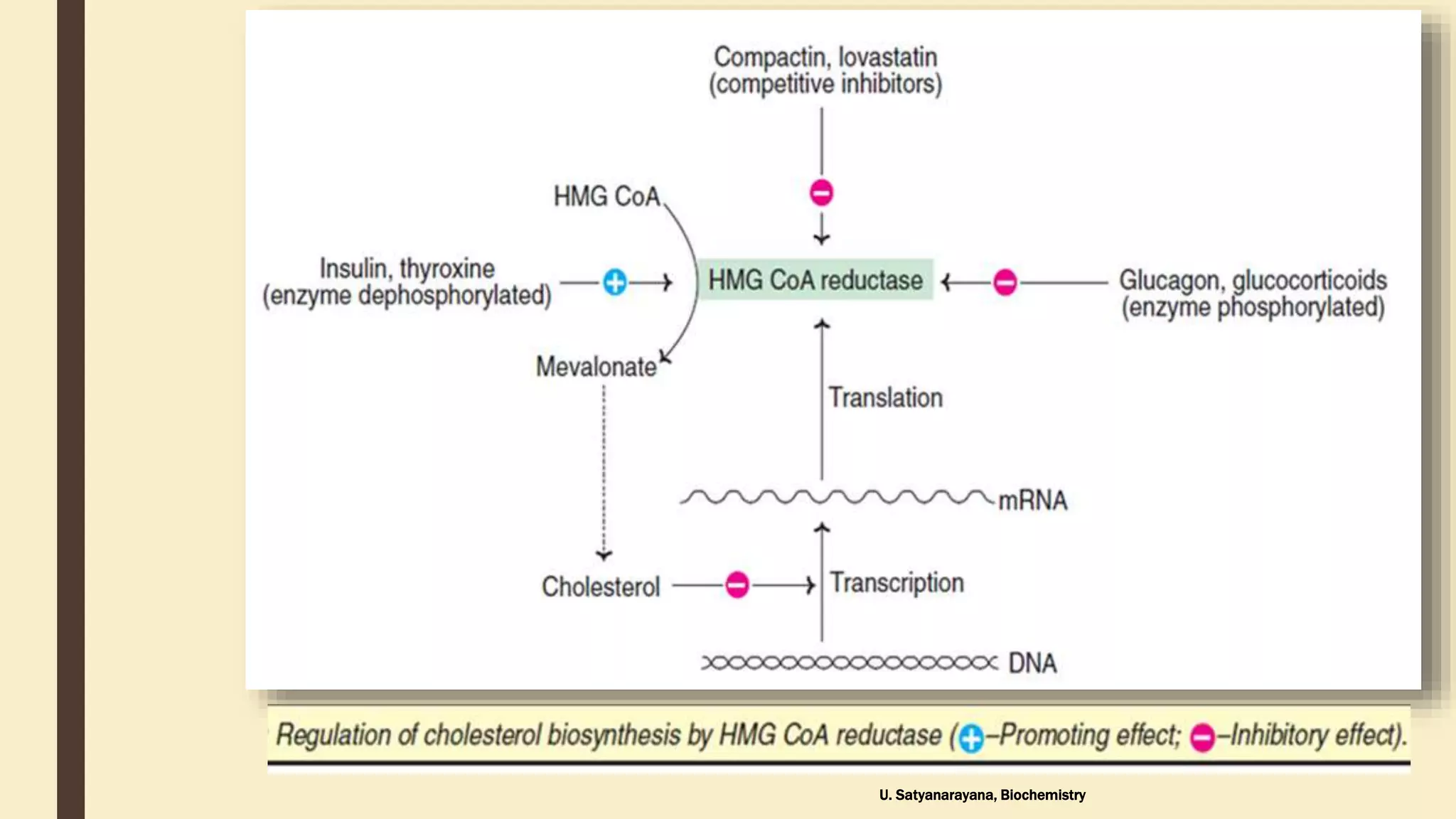 Regulation and significance of cholesterol biosynthesis | PPTX