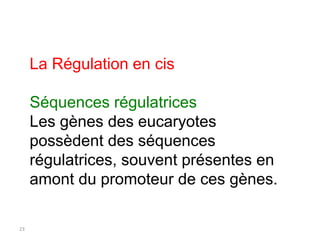 23
La Régulation en cis
Séquences régulatrices
Les gènes des eucaryotes
possèdent des séquences
régulatrices, souvent prés...
