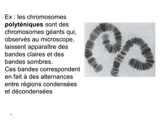 33
Ex : les chromosomes
polyténiques sont des
chromosomes géants qui,
observés au microscope,
laissent apparaître des
band...