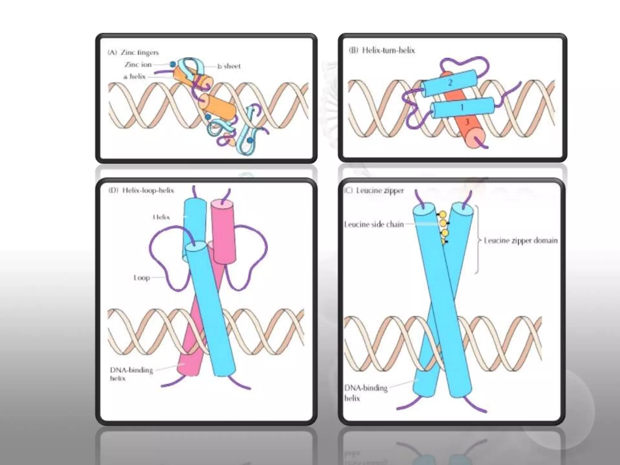 Transcription Regulation in Eukaryotes | PPTX
