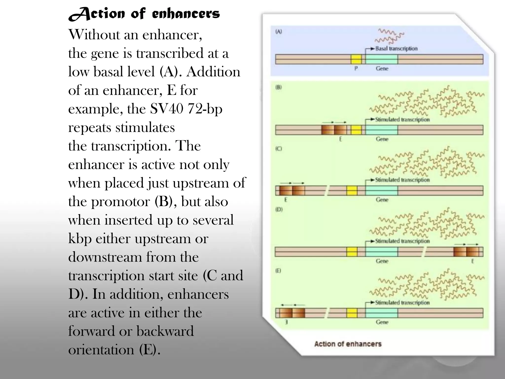 Transcription Regulation in Eukaryotes | PPTX