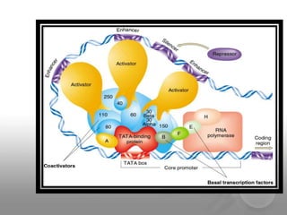 Transcription Regulation In Eukaryotes Pptx