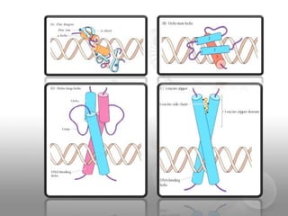 Transcription Regulation In Eukaryotes Pptx