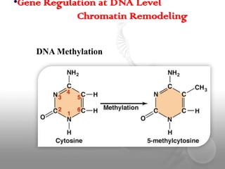 Transcription Regulation in Eukaryotes | PPTX